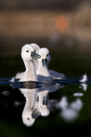 Follow the Leader