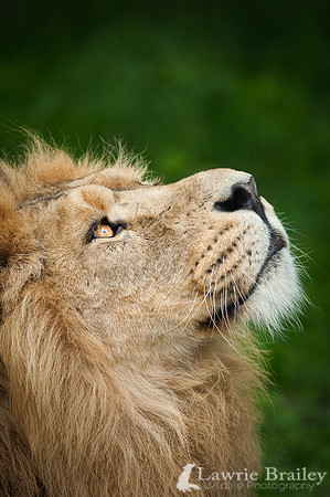 Thinking