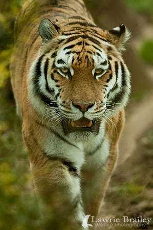 Stalking