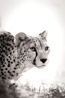 High-Key Cheetah