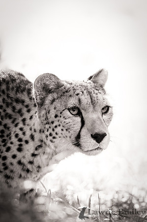 High-Key Cheetah