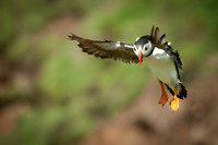 Coming in to Land