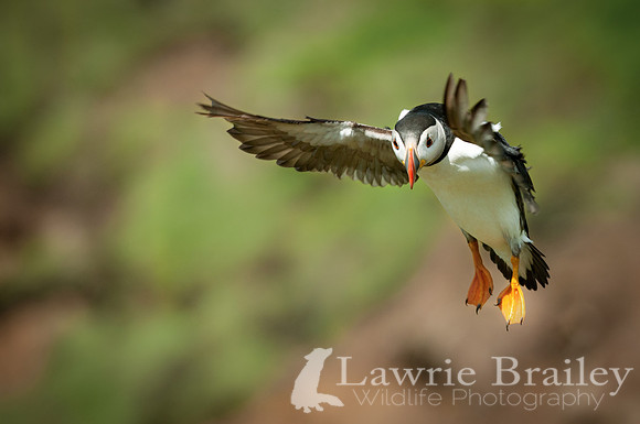 Coming in to Land