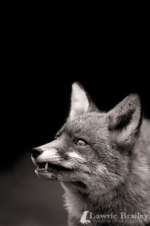 Observing the Territory