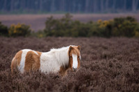 A Furry Coat