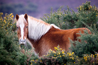 The New Forest - Hampshire