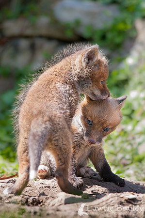 Playfight