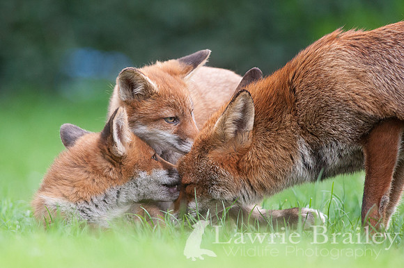 Affection