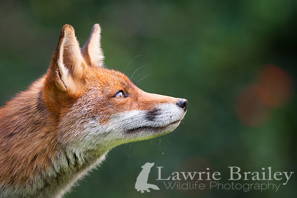 Looking Onwards