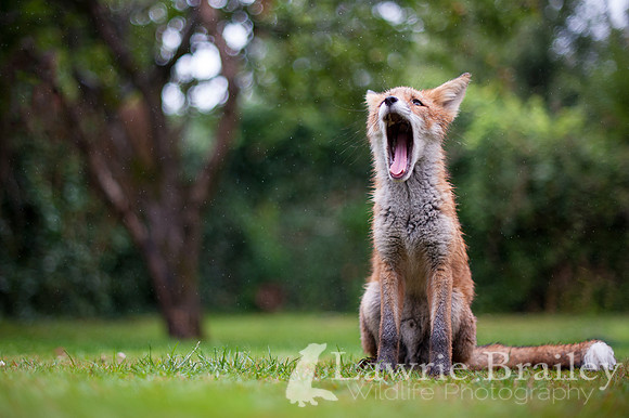 Singing in the Rain