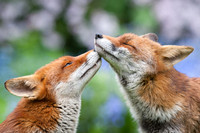 Affection / Fox Love
