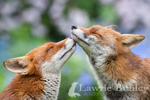 Affection / Fox Love