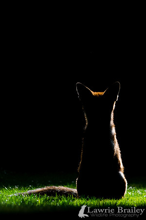 Essence of Fox