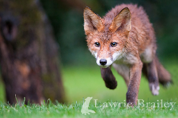 Nocturnal Hunter