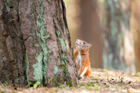 Red Squirrels