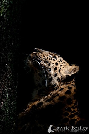 Investigating the Light