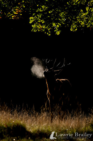 Morning Breath