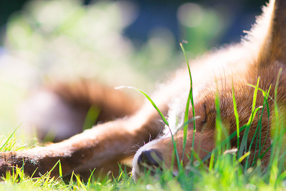 Vulpine Dreaming