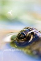 Macro