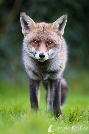 Silver Fox