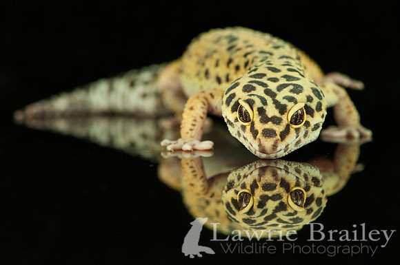 Mirror Image