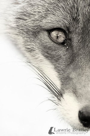 Growing Curiosity