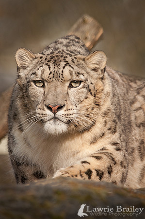 On the Hunt