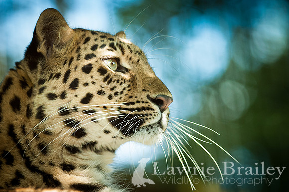 Bright Eyes