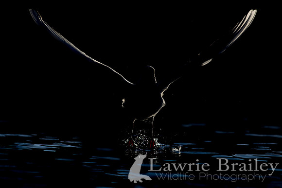 Lightplay Takeoff