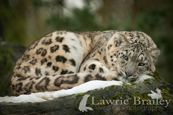 Taking a Nap
