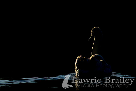 Drifting Away