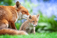 Red Foxes