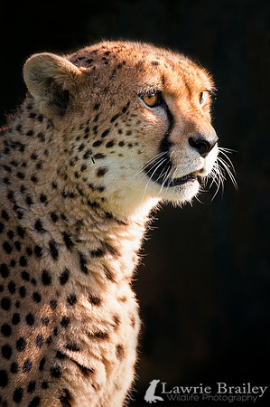 Golden Light