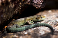 Reptiles