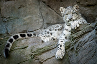 Poser
