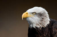 A Majestic Portrait