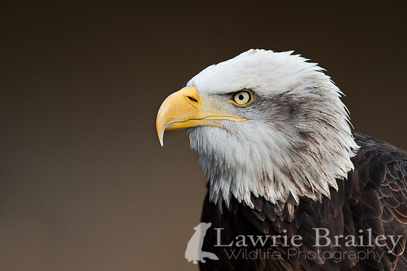 A Majestic Portrait