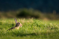 Wild Lancashire Rabbits