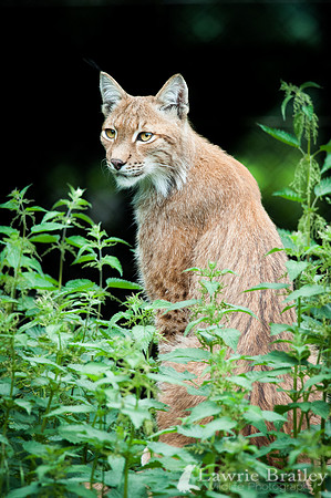 On Watch