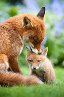 Mothering