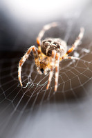 Seasonal Visitor