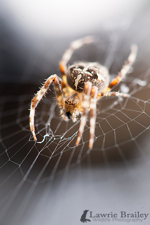 Seasonal Visitor