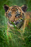 Stalking Through the Grass