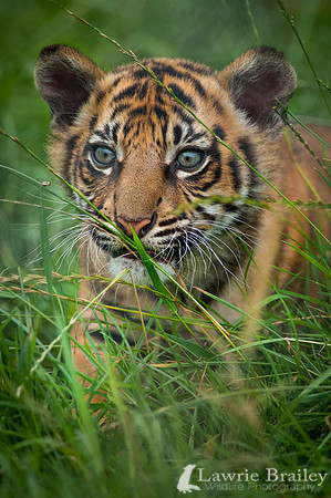 Stalking Through the Grass