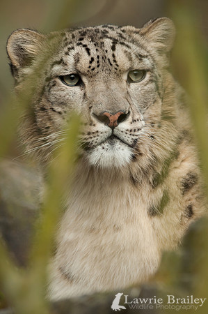 In the Undergrowth