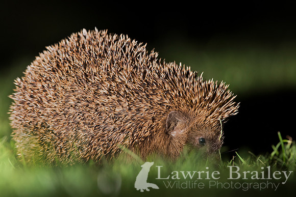 A Spikey Visitor