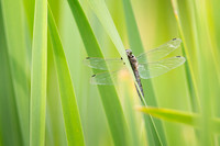Macro with a difference