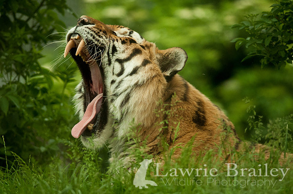 Open Wide