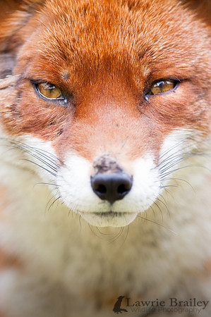 Getting Up Close