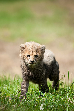 First Steps